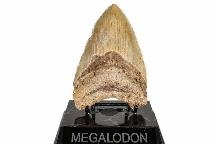 Fossil Megalodon Tooth - North Carolina #245845